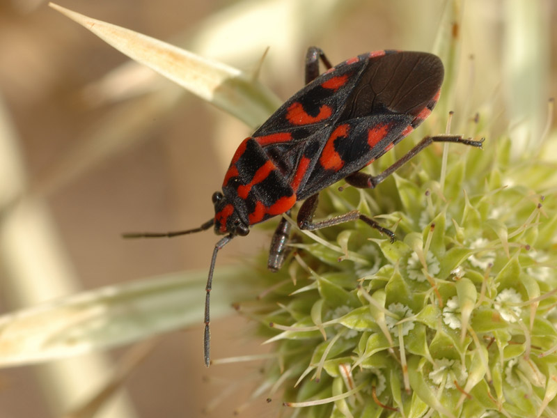 Spilostethus saxatilis